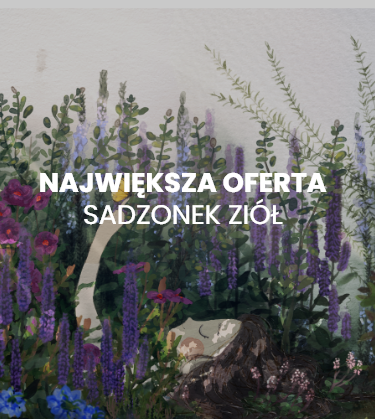 Największa oferta sadzonek ziół