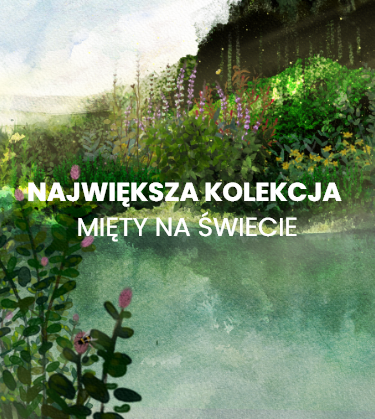 Największa na świecie kolekcja mięty