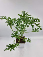 Pelargonia zapachowa „Blandfordianum Roseum"